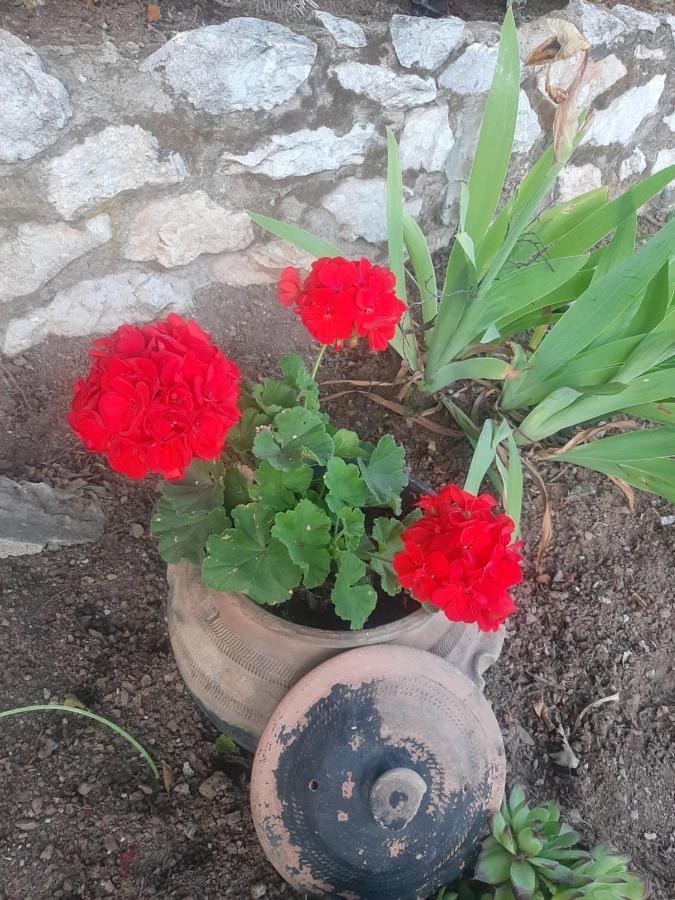 Vila Eva Meduvrsje Bagian luar foto